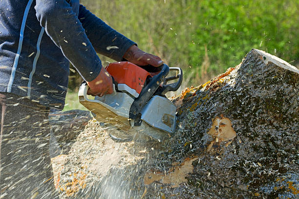 How Our Tree Care Process Works  in  Rancho Cucamonga, CA